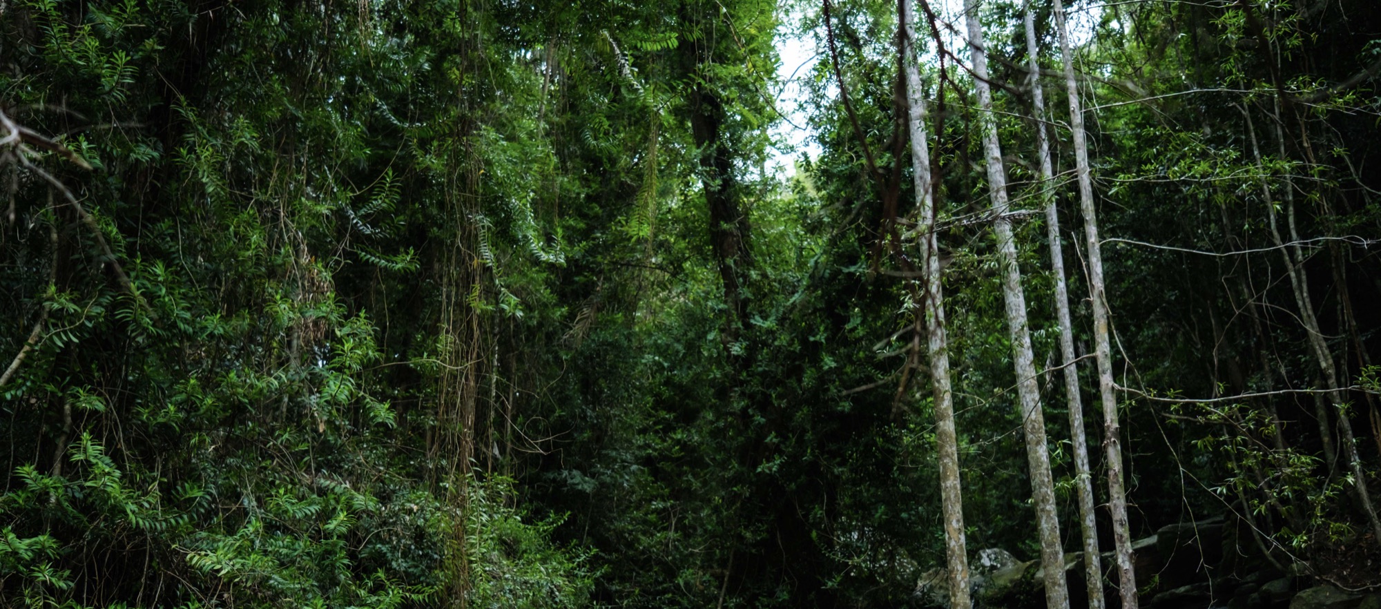 The rainforest canopy above Sacred Playground.