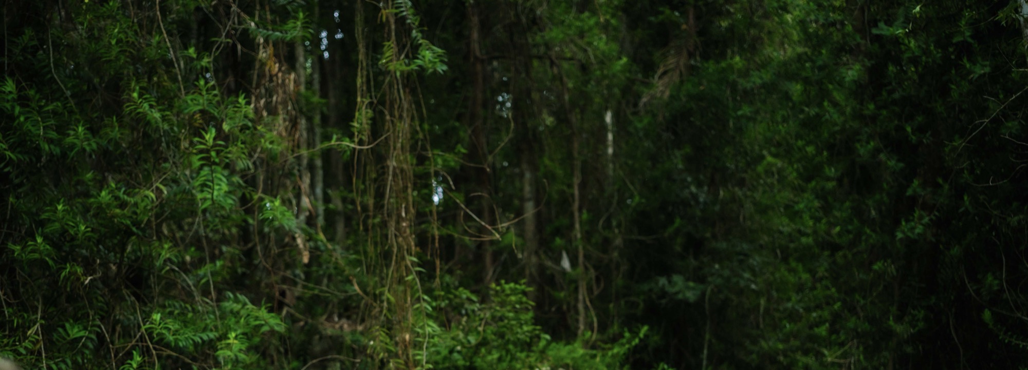 Rainforest vines and foliage, a natural setting for a gathering.