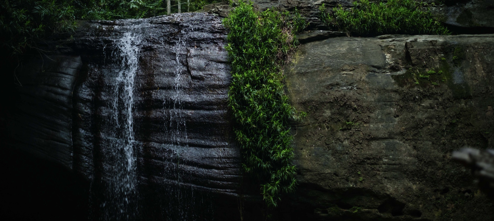 Water flowing over a textured rainforest rock face.